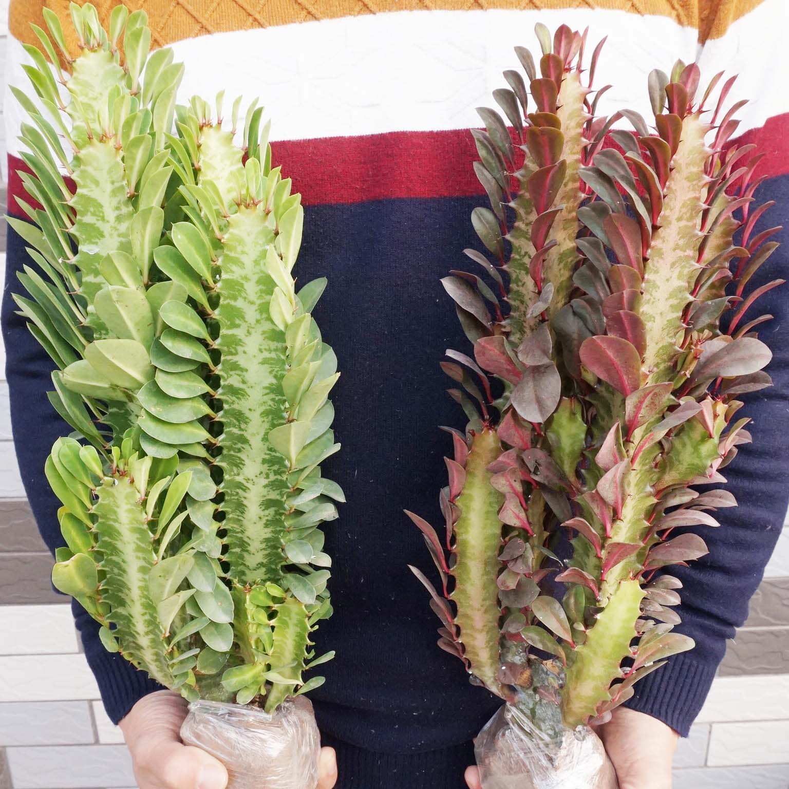 盆景巴西龙骨室内观赏植物绿植花卉鲜花盆栽仙人多肉植物