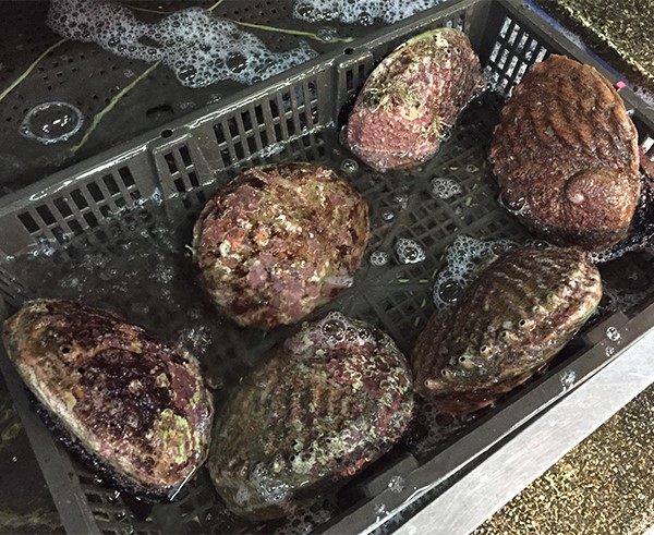 鲍鱼鲜活澳鲍进口澳洲超特特大新西兰野生黑金鲍鱼