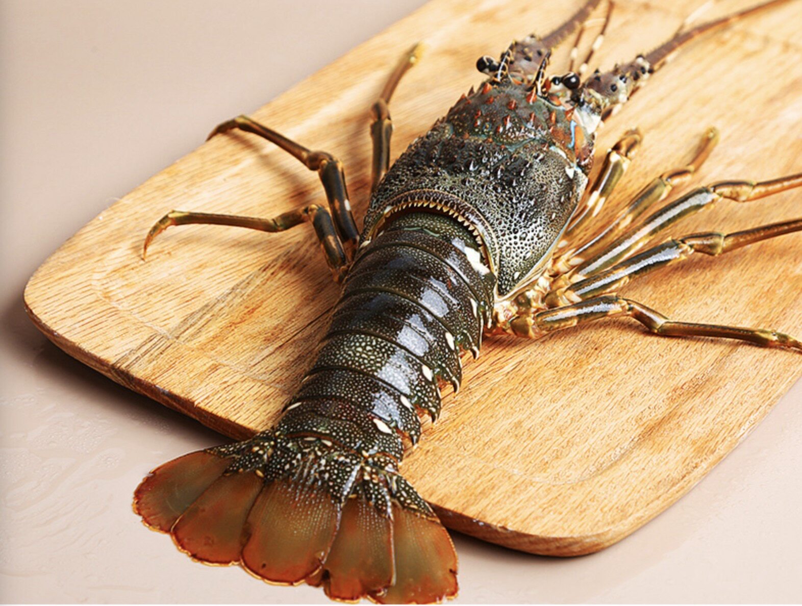 青龙生冻龙仔2-3只一斤青岛闪送小青龙印尼海鲜活虾