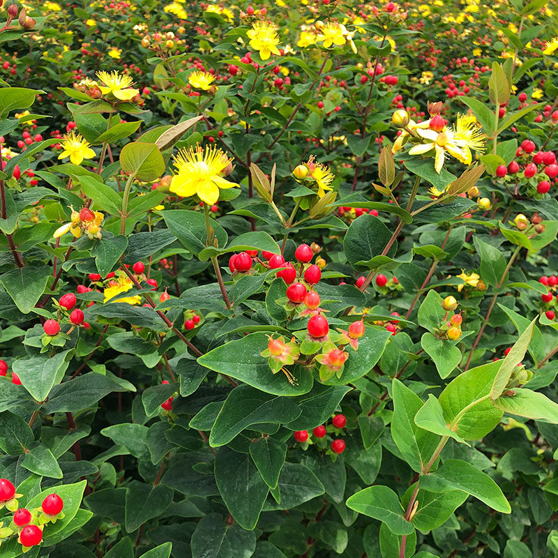 火龙相思豆相思园艺四季园四季植物果观龙珠情人时令草本花卉