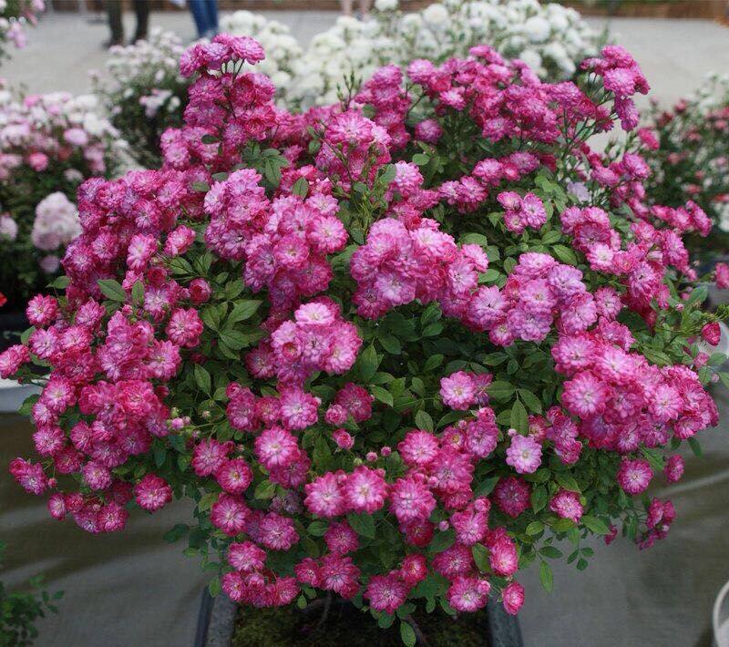 特惠紫红微月日本雪姬紫咲躲躲躲藏迷你月季时令草本花卉