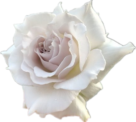 稀有新品日月河本纯莎菲天使白色淡紫淡紫色色淡时令草本花卉