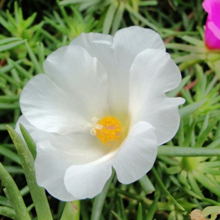 大花太阳花苗松叶牡丹宿根单瓣花苗园艺盆栽阳台四季种植当年开花