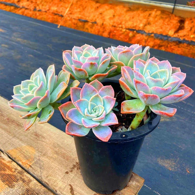 哈利沃森多头老桩多肉植物盆栽云南精品品大多肉植物