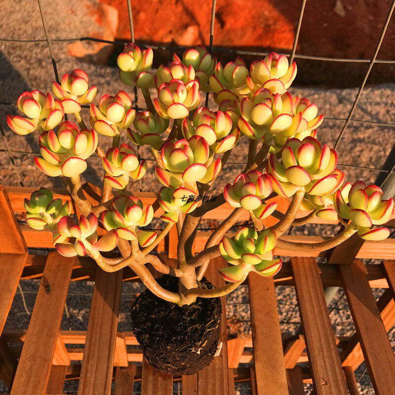 防辐射多肉达摩宝珠阳台盆栽组合七彩盆景花卉多肉植物