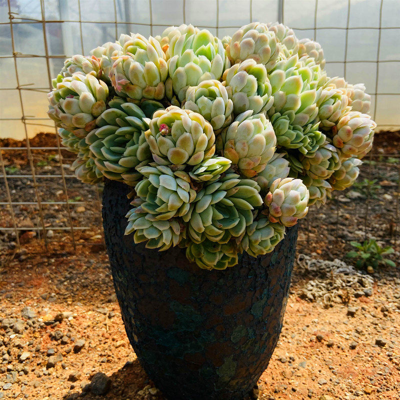超大冰梅群生多肉植物巨型多头头大精品盆栽多肉植物