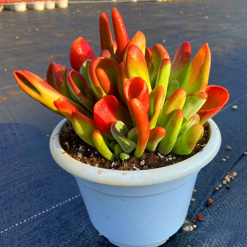 盆栽超大火狐狸多肉植物大颗好贵阳台室内精品多肉植物