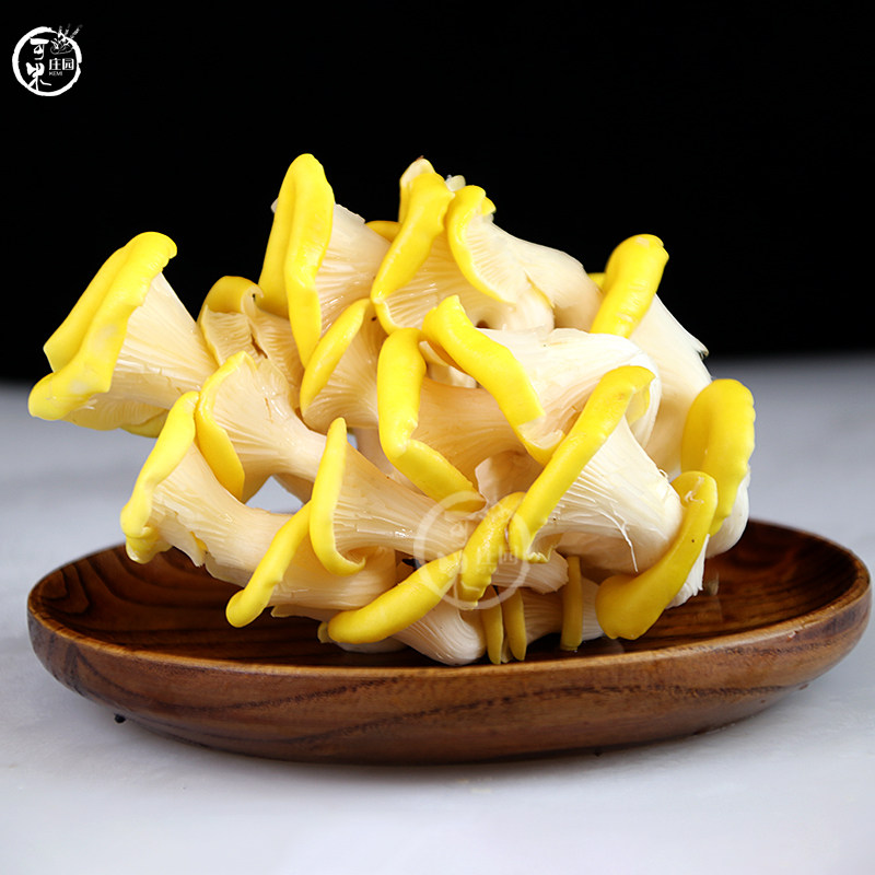 云南新鲜鸡油食用菌特产野生菌鸡油黄菌榆黄菇菌新鲜松茸