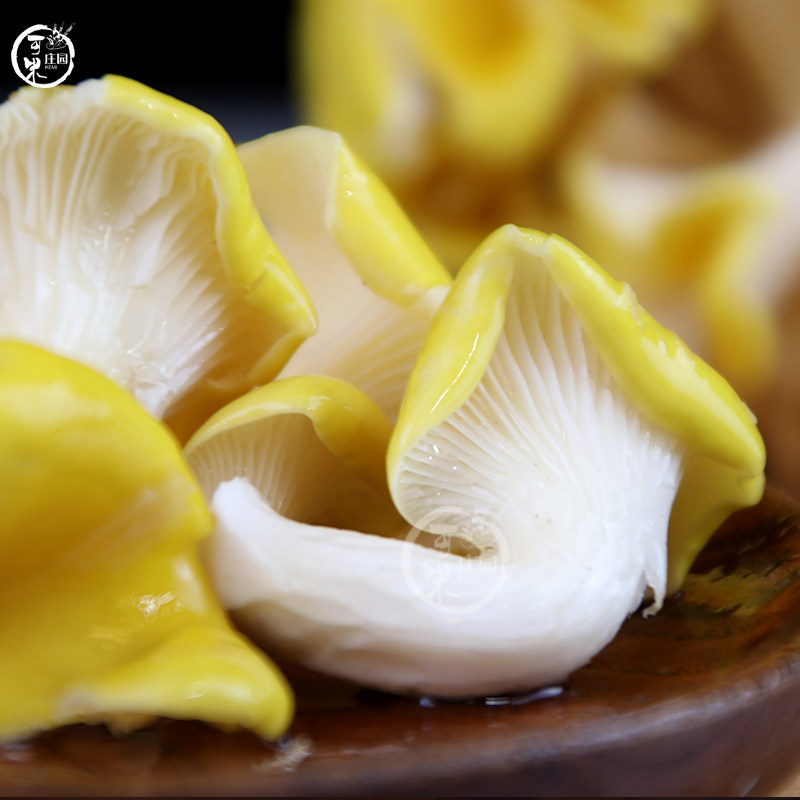 云南新鲜鸡油食用菌特产野生菌鸡油黄菌榆黄菇菌新鲜松茸