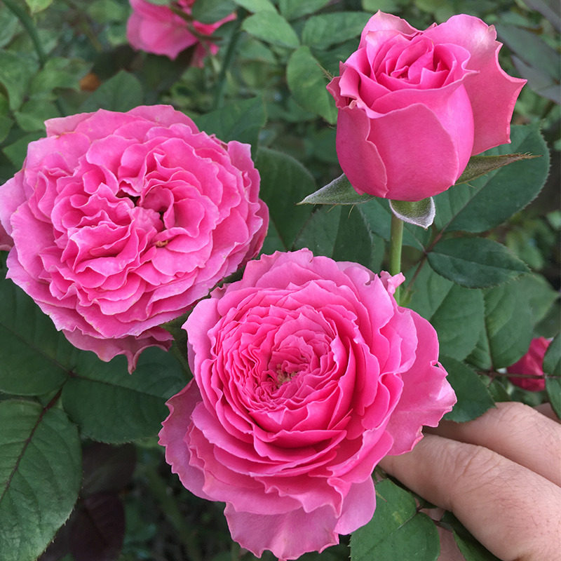 天然月季园日月新品涟漪细波月季月季花花苗多头其他工艺饰品