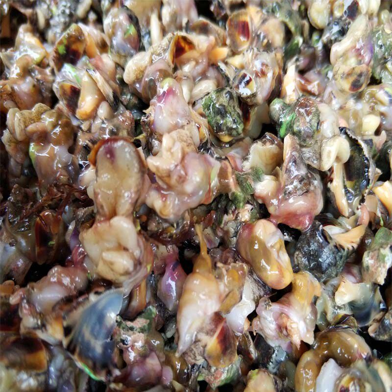 新海鲜苦螺包邮3件1斤装贝类肉油海螺碎螺鲜活贝类制品
