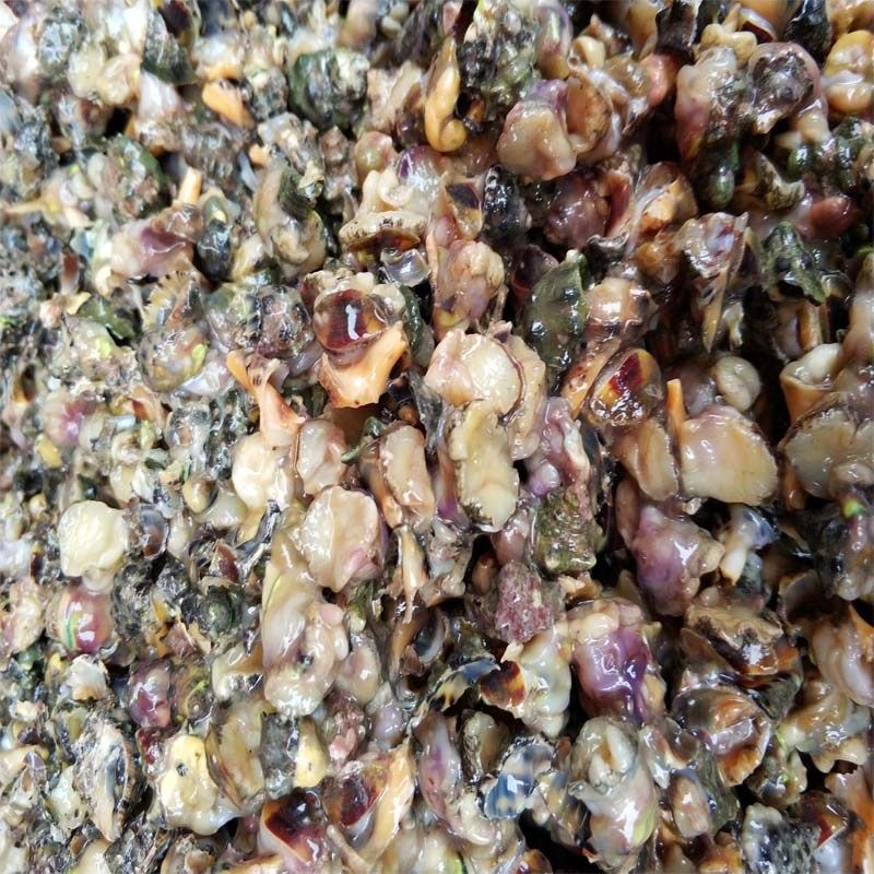 新海鲜苦螺包邮3件1斤装贝类肉油海螺碎螺鲜活贝类制品