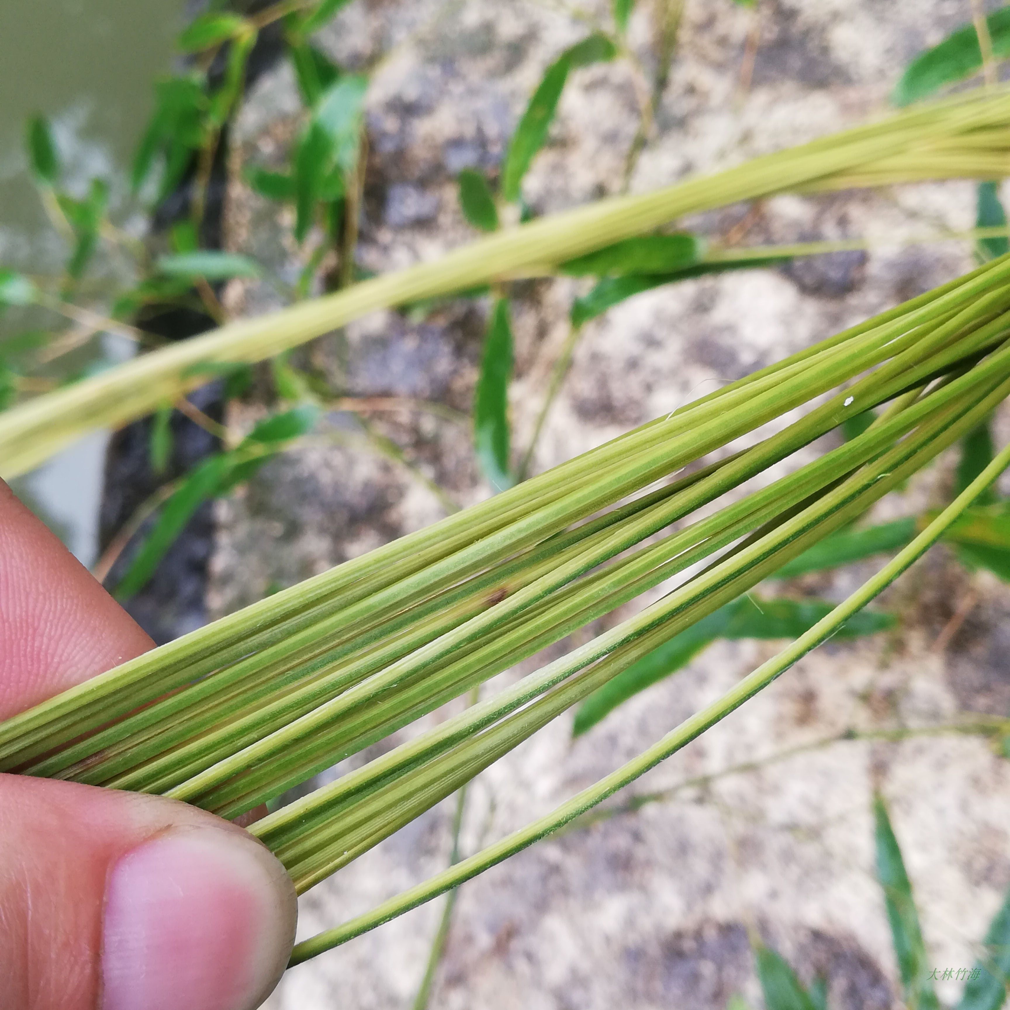 竹篾丝细篾条工艺品竹丝竹片竹条手工diy竹编竹编