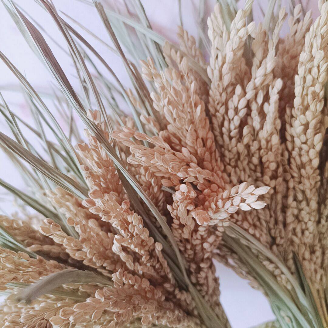 天然稻穗真花花束家具摆设高粱麦穗田园风艺干花