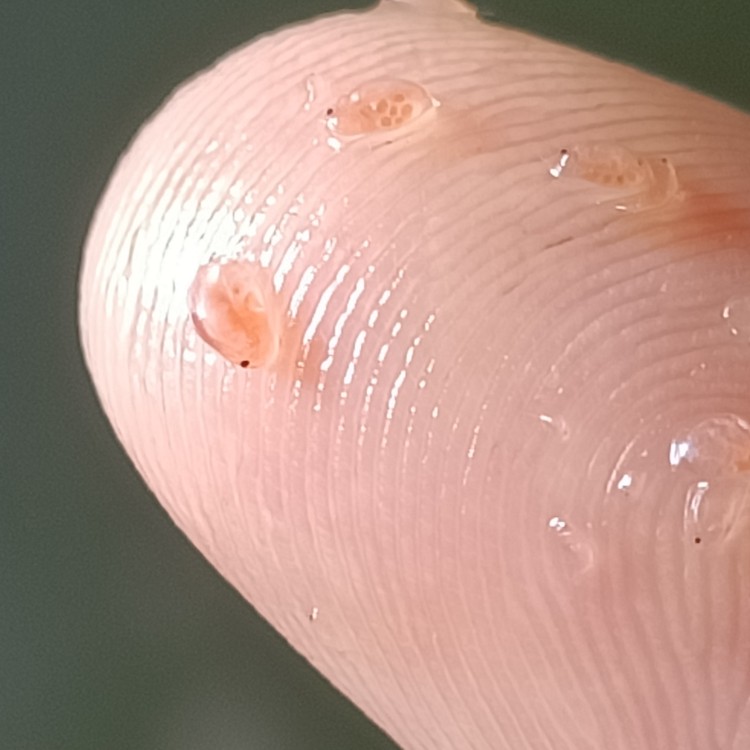 水蚤活体鱼苗开口心跳实验鱼虫蹦蹦虫教养殖鱼