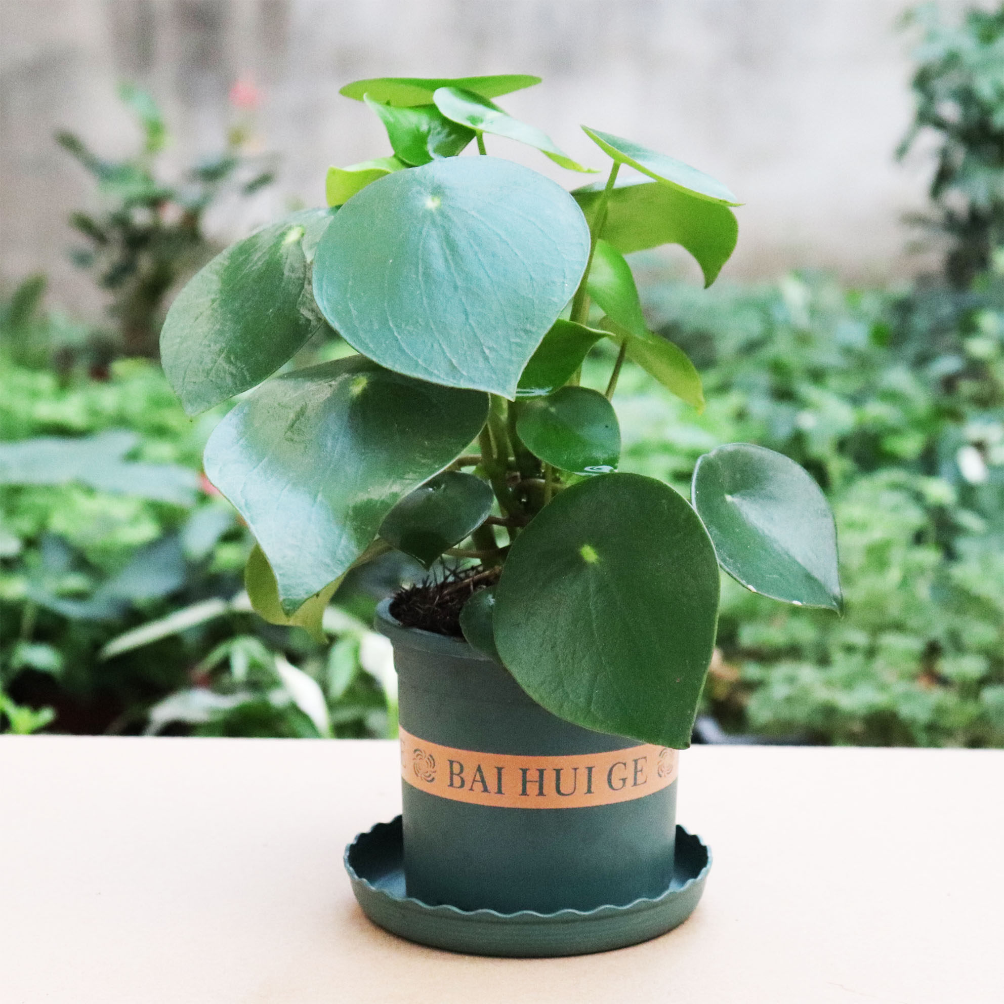 镜面草可水培植物盆栽室内豆瓣绿荷荷叶碧玉绿植