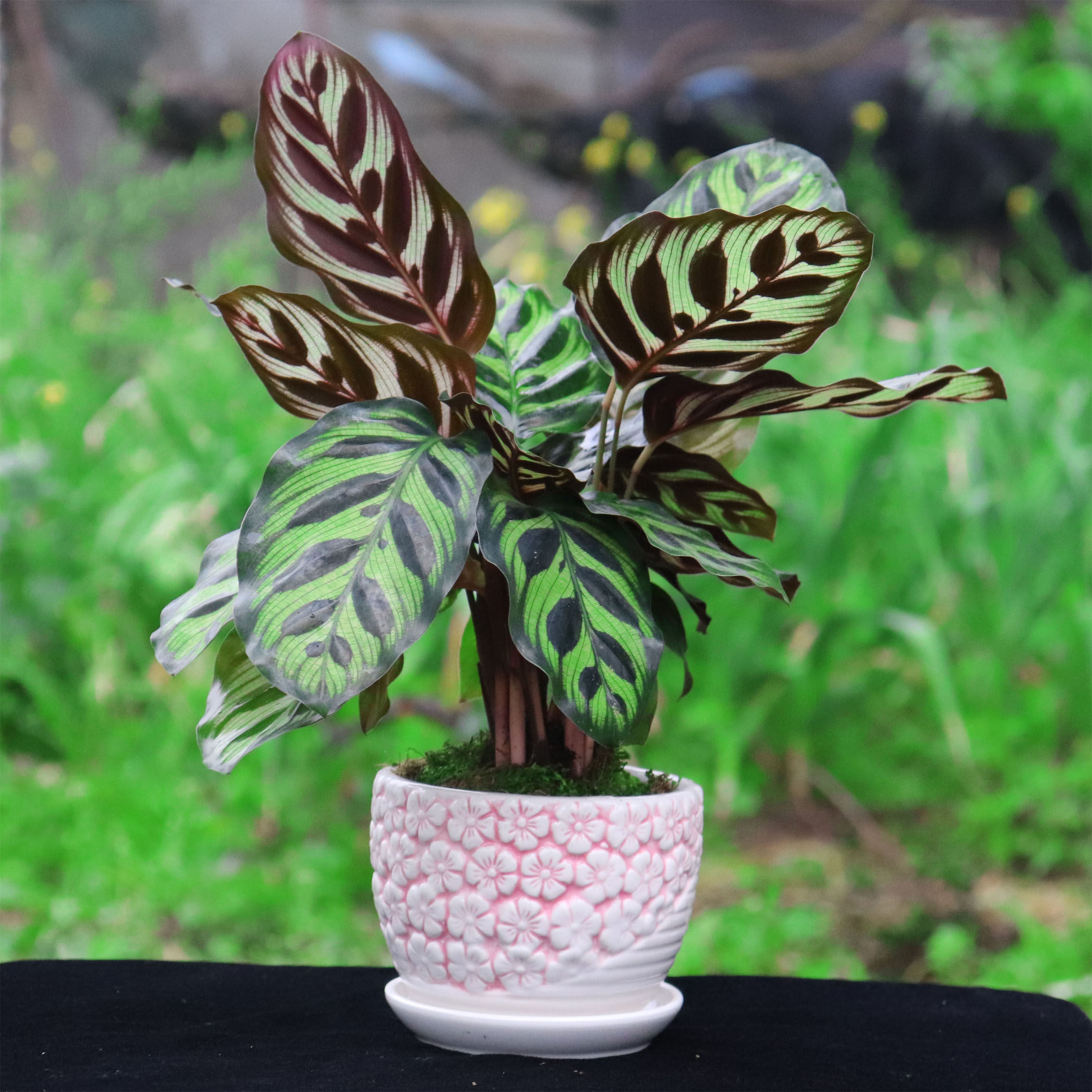 孔雀四季叶花卉植观青绿常青绿易活竹芋好养美丽绿植