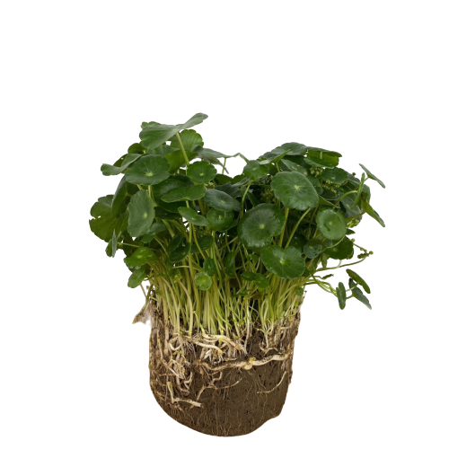 铜钱草招财水培植物办公室桌面盆栽金钱草花卉净化空气吸甲醛绿植 - 图3