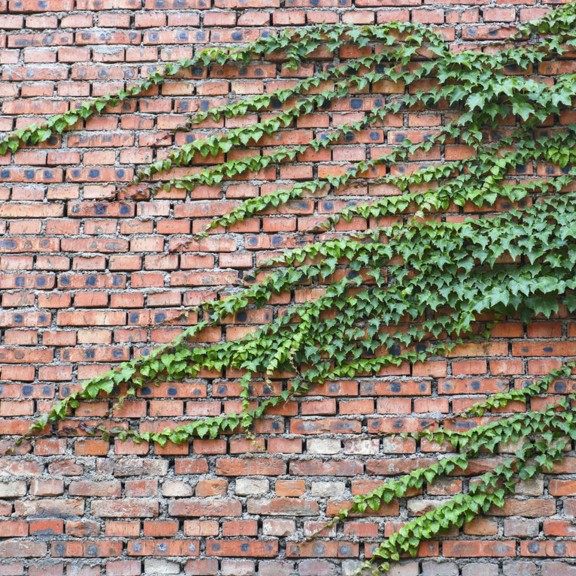 爬藤四季地锦三叶植物叶植物爬墙攀援观爬山虎种子家庭园艺种子