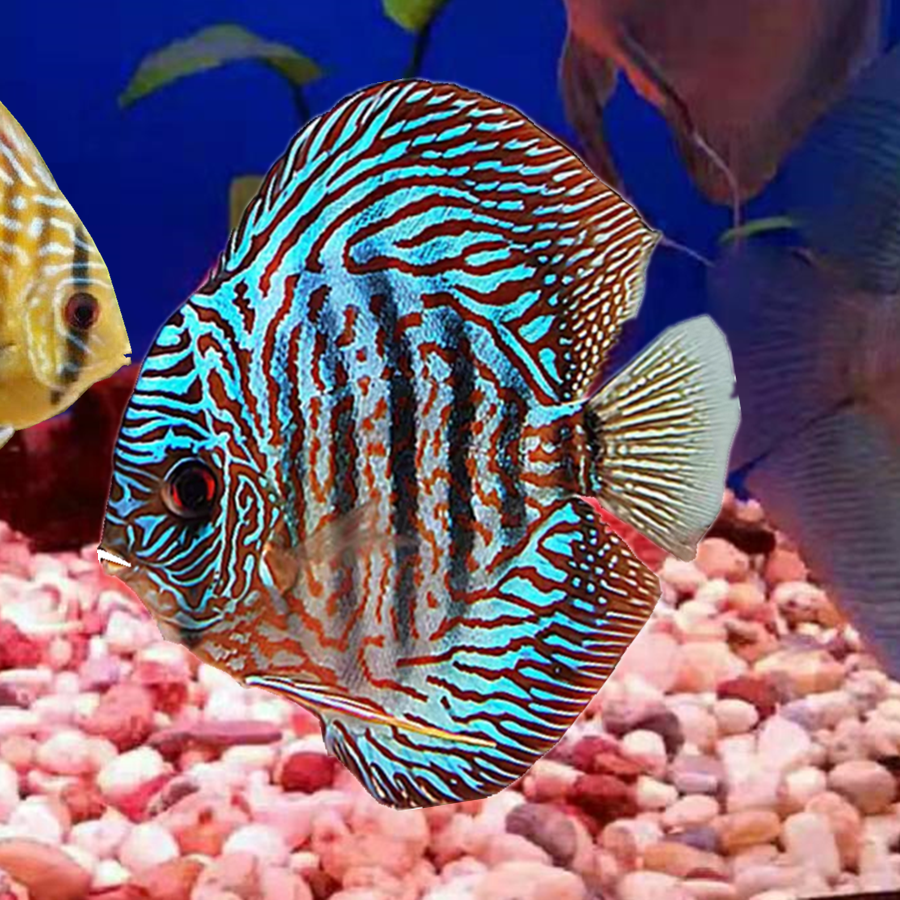 热带淡水七彩神仙鱼活体宠物水族观赏成色肉身鱼