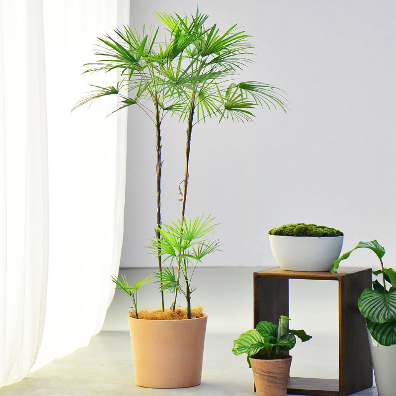 禅意室内绿植金山棕竹细叶盆栽观叶植物植物盆栽大型绿植