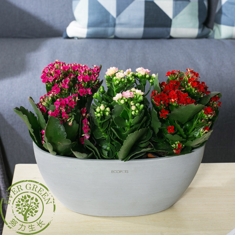 花卉植物长寿花盆盆栽单瓣重瓣带花苞四季绿植时令草本花卉