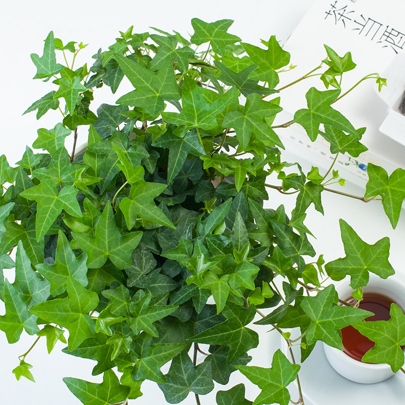 常春藤盆栽植物室内净化空气绿色植物常青藤长春藤四季常青绿植