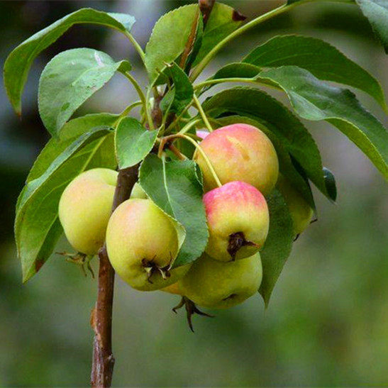 树苗沙果辽宁果苗庭院盆栽地栽南北方栽培易活果果树