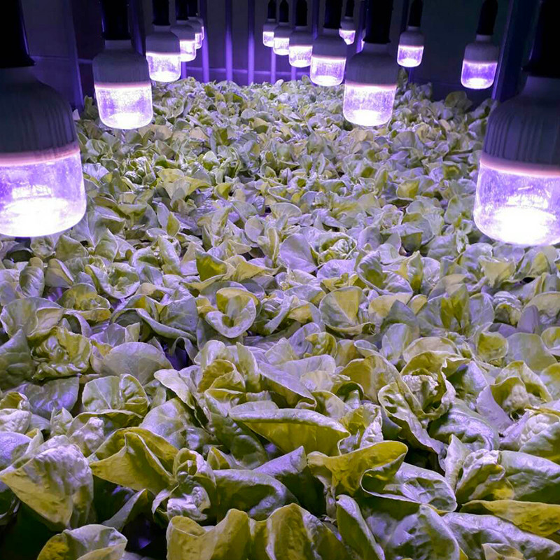 贵翔 植物生长灯led兰花蔬菜大棚火龙果草莓仿阳光光合作用补光灯