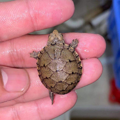 黄泽泥龟苗黄泽蛋龟剃刀麝香巨头红面头盔果核宠物小乌龟观赏龟