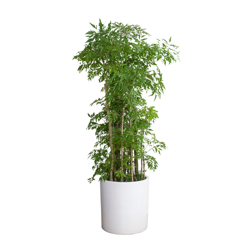 福禄寿盆栽福禄中大型盆景室内观赏型净化空气观叶绿植绿植大型绿植