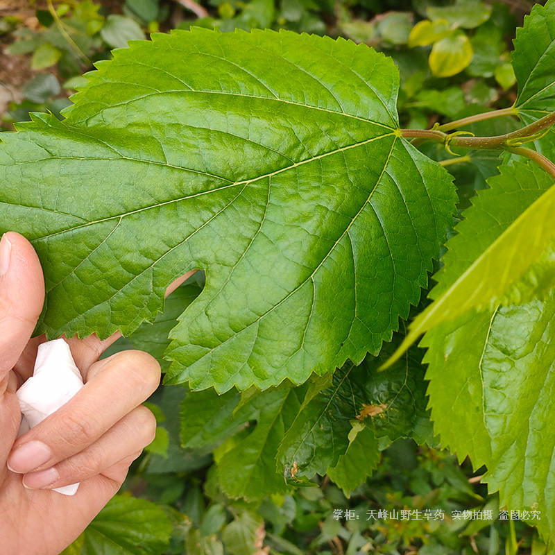 桑叶野生无硫药材500g农家新鲜晒霜草药广东其他药食同源食品
