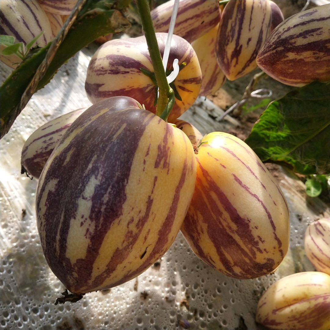 甘肃民勤人参果黄低糖新鲜水果孕妇人参果