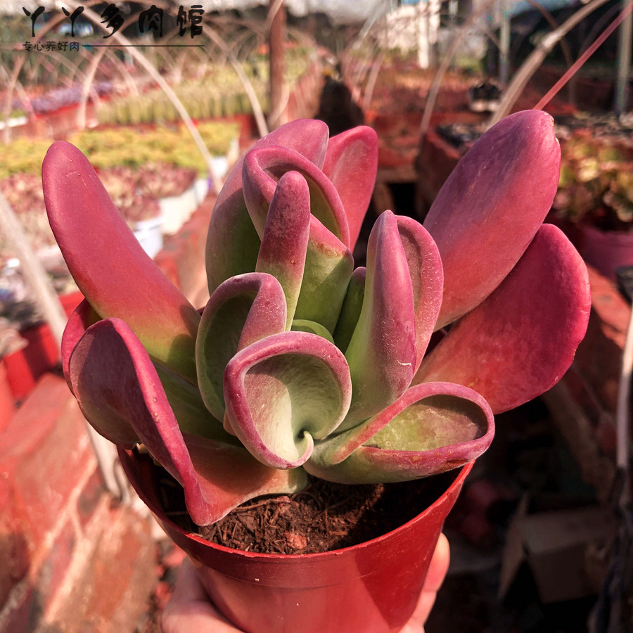 火狐狸精品多肉植物包邮小贵群生老桩防辐射室内多肉植物