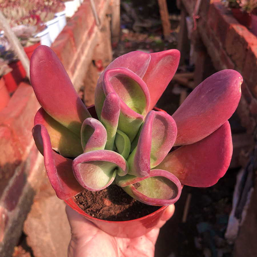 火狐狸精品多肉植物包邮小贵群生老桩防辐射室内多肉植物