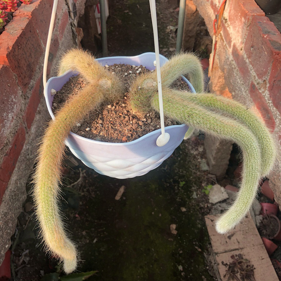 猴尾大型超萌仙人掌尾巴多肉植物可爱适合夏天多肉植物