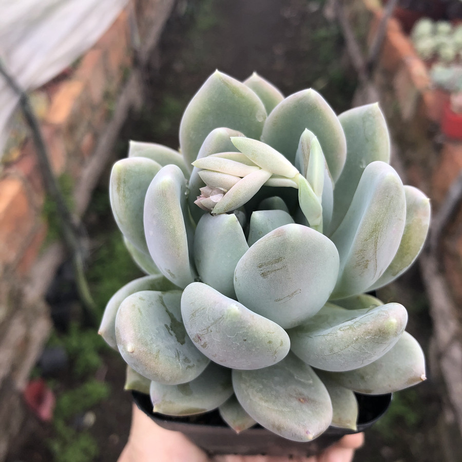 胖美人多肉植物肥嘟嘟萌窗户阳台绿植花卉盆栽多肉植物