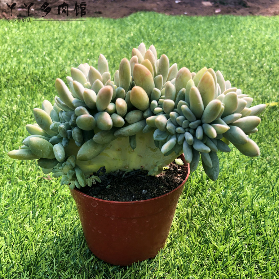 缀化醉美人多肉植物缀化枝扇形杆子精品萌肉庭院多肉植物