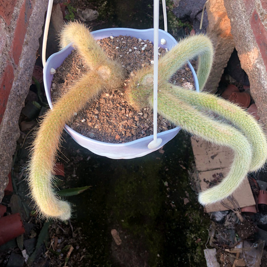 猴尾大型超萌仙人掌尾巴多肉植物可爱适合夏天多肉植物