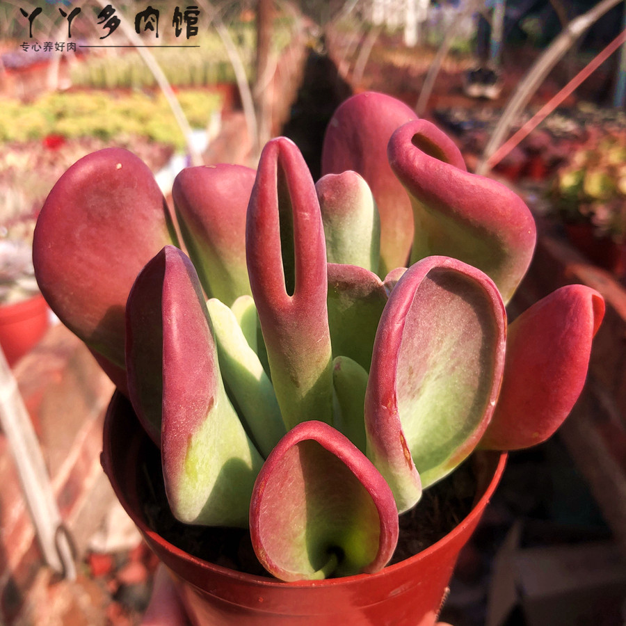 火狐狸精品多肉植物包邮小贵群生老桩防辐射室内多肉植物