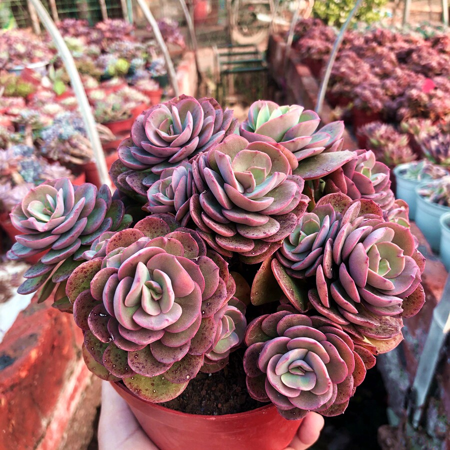 秀妍果冻色老桩红色多肉植物办公室阳台绿植花卉多肉植物