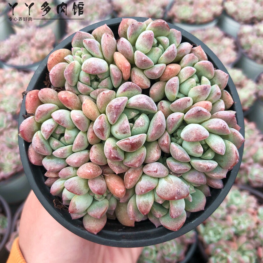 盆栽粉蔓持年华多植物群生老桩办公室桌面绿植多肉植物