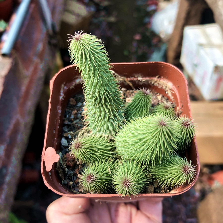 阿修罗爆崽群生多肉仙人掌稀有品种小贵办公室桌面多肉植物