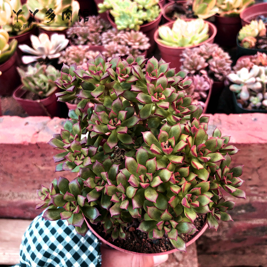 酥皮鸭老桩多肉植物爆崽绿植花卉盆栽办公室桌面多肉植物