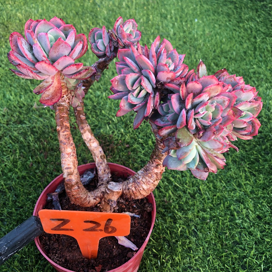 绮罗罗艾一物一拍巨型老桩多肉植物多办办公室多肉植物