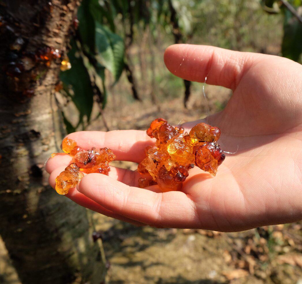 桃胶湖南天然500克特大颗粒高山黄桃胶美容养颜羹包桃胶