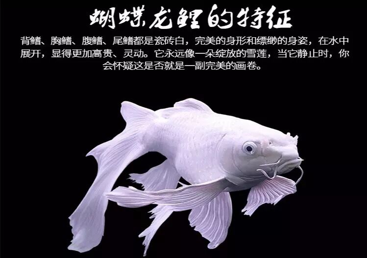 蝴蝶鲤龙台湾短身鲤大鳍大尾石膏白蝴蝶龙鱼配鱼鱼
