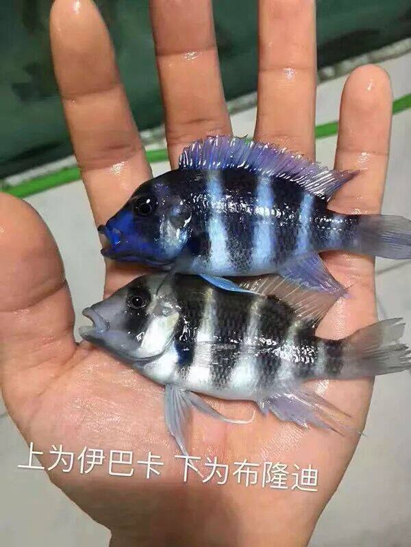 热带观赏鱼三湖慈鲷伊巴卡起头六间布隆迪六间鱼活体鱼包损包活