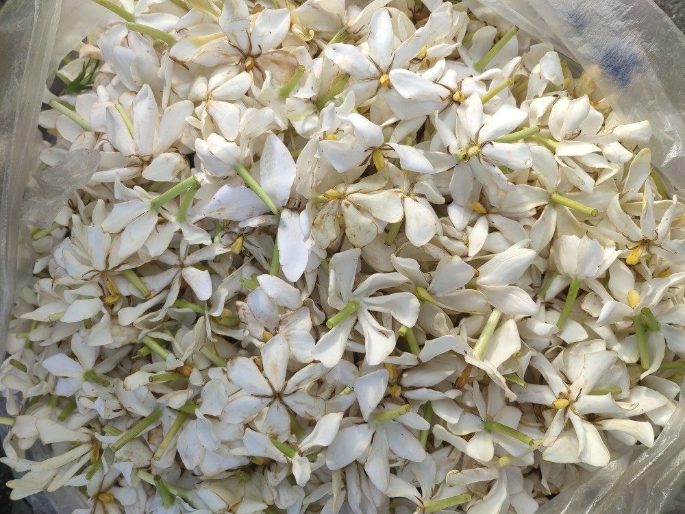 江西新鲜食用黄桅子花山枝野生枝子花山栀花中药干货2斤包邮500g