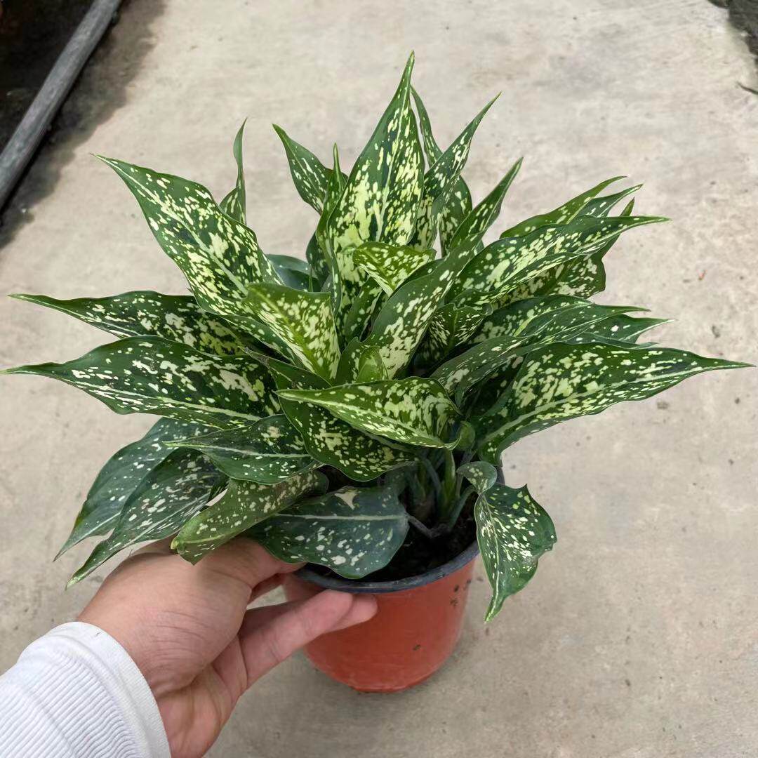 水培植物水养如意皇后盆栽吉利红好室内绿植绿植